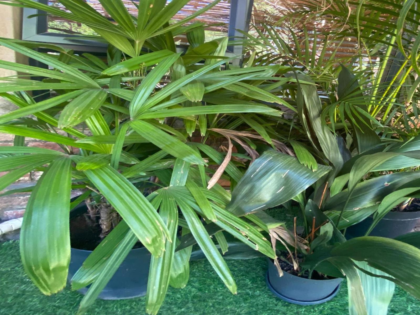 Aloe Guesthouse كليركسدروب الغرفة الصورة